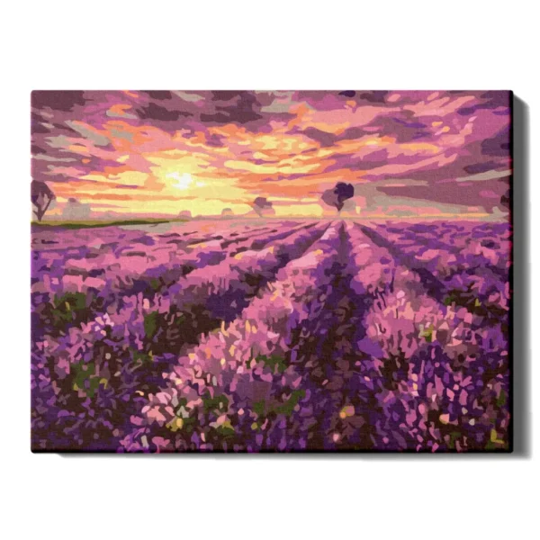 Lavender fields